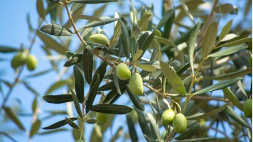 The differences between virgin and extra virgin olive oil