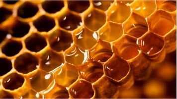 Cretan thyme honey is the golden treasure of Cretan nature